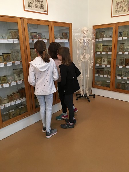 Muzeum patologie a ošetřovatelství - 5. C